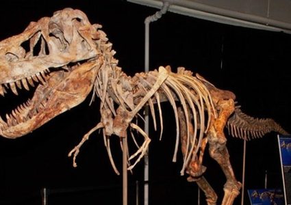 جدل مغربي مكسيكي بسبب.. ذيل ديناصور!