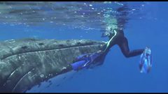 بالفيديو.. حوت ينقذ عالمة أحياء في إحدى رحلاتها البحرية!