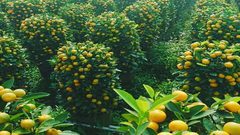 مدينة يمنية صحراوية تنتج 130 ألف طنا من البرتقال سنوياً