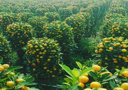 مدينة يمنية صحراوية تنتج 130 ألف طنا من البرتقال سنوياً