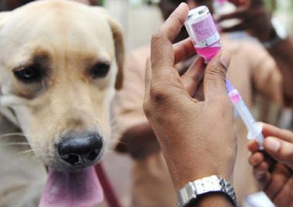 الصحة الإسرائيلية: تخوّف من فقدان السيطرة على انتشار داء الكَلَب في إسرائيل