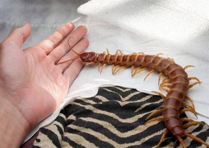 "أم أربعة وأربعين".. سم يقتل في 30 ثانية