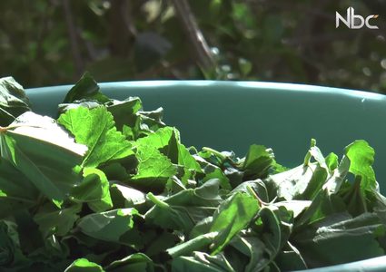 كيف تطبخ الخبيزة الفلسطينية، وما هي فوائدها؟ (فيديو)