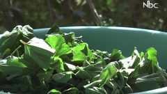 كيف تطبخ الخبيزة الفلسطينية، وما هي فوائدها؟ (فيديو)