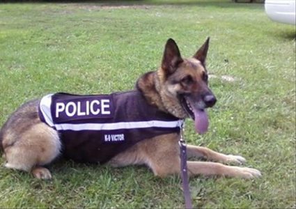 رجل يعض كلبًا للشرطة البريطانية