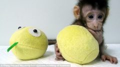 استنساخ أول قردين في العالم