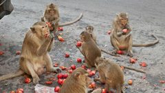 اجتياح ونهب لقرى في تايلند والفاعل "قرود"