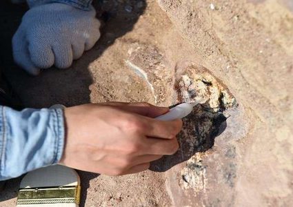 حل لغز أحد أقدم أشكال الحياة على الأرض!