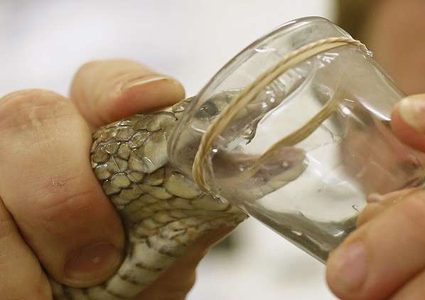 ماذا يفعل سم الأفاعي بالدم البشري؟(فيديو)