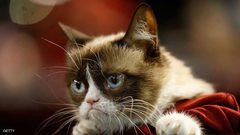 قط يكسب ثروة طائلة بسبب "عبوسه"