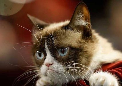 قط يكسب ثروة طائلة بسبب "عبوسه"