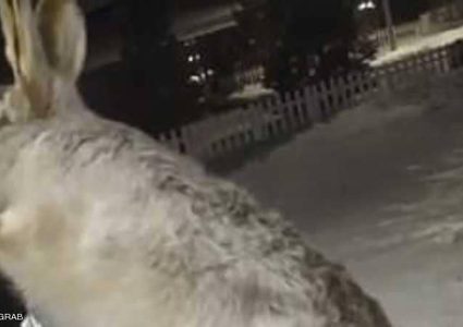 تجمد حيوانات بشكل مروع بكازاخستان