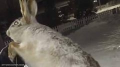 تجمد حيوانات بشكل مروع بكازاخستان