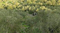 الاحتلال يصور مكان زرع العبوات التي عثر عليها..وهذه هي التفاصيل