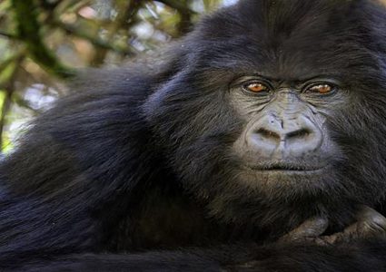 نفوق إحدى أكبر الغوريلات سناً في العالم