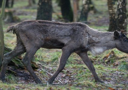 خطر جديد يهدد البشر وهو جنون الغزلان!
