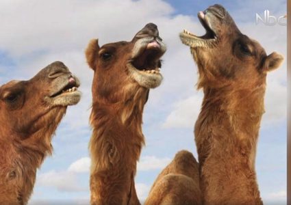 بالفيديو.. البوتوكس يستخدم في مسابقة ملكات جمال الإبل