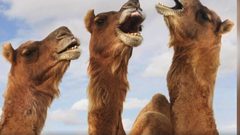 بالفيديو.. البوتوكس يستخدم في مسابقة ملكات جمال الإبل