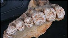 اكتشاف أقدم أثر لـ "الإنسان العاقل" خارج إفريقيا