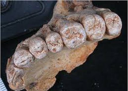 اكتشاف أقدم أثر لـ "الإنسان العاقل" خارج إفريقيا