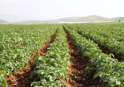 الزراعة في طمون بين مطرقة الاحتلال وشح الأسواق الفلسطينية