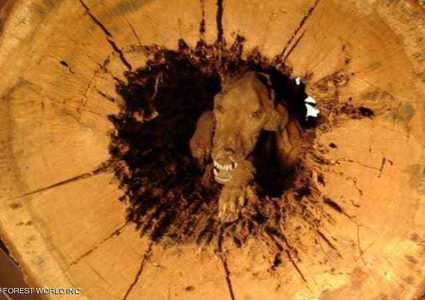 ظاهرة عجيبة في ولاية جورجيا بسبب شجرة بلوط