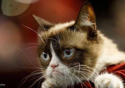 "القط العابس"  يكسب ثروة طائلة