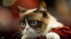 "القط العابس"  يكسب ثروة طائلة