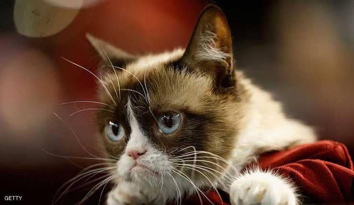 "القط العابس"  يكسب ثروة طائلة