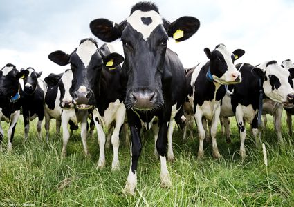 بيل غيتس يقدم تبرع لانتاج أبقار محسنة وراثياً