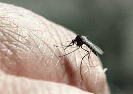 طريقة جديدة لمنع لدغات البعوض