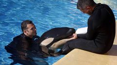 لأول مرة.. حوت يتكلم لغة البشر