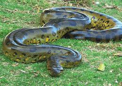 أفعى ضخمة توقف طريقا عاما