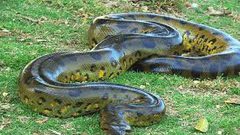 أفعى ضخمة توقف طريقا عاما