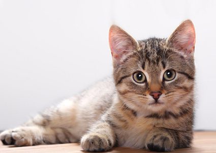 سجن شاب "غسل" قطا حتى الموت