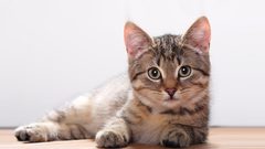 سجن شاب "غسل" قطا حتى الموت