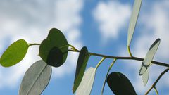 لارتفاع الحرارة...الأشجار أصبحت غير قادرة على امتصاص ثاني أكسيد الكربون