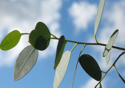 لارتفاع الحرارة...الأشجار أصبحت غير قادرة على امتصاص ثاني أكسيد الكربون