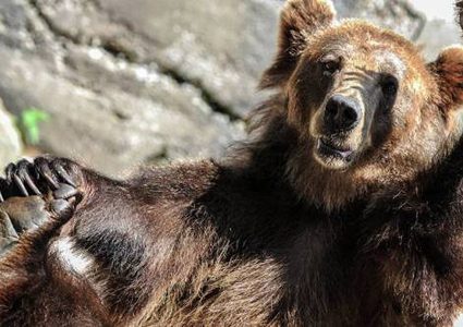 دب سوري فار يثير الذعر في العراق (فيديو)