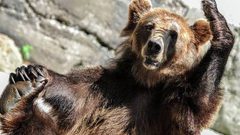 دب سوري فار يثير الذعر في العراق (فيديو)