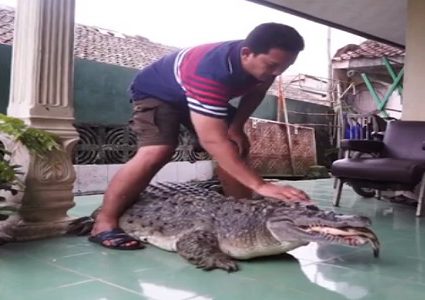 بالصور... تمساح عملاق يعيش مع عائلة