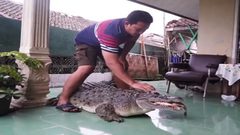 بالصور... تمساح عملاق يعيش مع عائلة