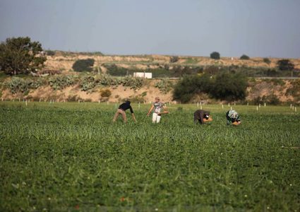 دعوة لتعزيز صمود المزارعين في المناطق الحدودية بقطاع غزة