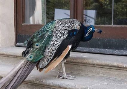 فشل طاووس في السفر على متن الخطوط الأمريكية