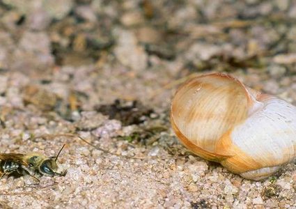 التنقيب عن الذهب بمساعدة البكتيريا