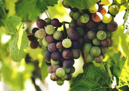 مركبات طبيعية في العنب علاج فعال للاكتئاب!