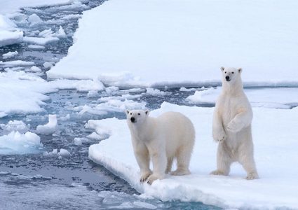 الدب القطبي الأبيض في خطر بسبب البشر