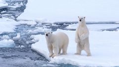 الدب القطبي الأبيض في خطر بسبب البشر
