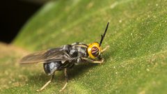 اكتشاف صبغة آمنة يمكن استخدامها في علاج الملاريا