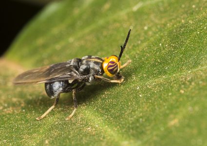 اكتشاف صبغة آمنة يمكن استخدامها في علاج الملاريا